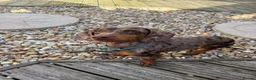 Dachshund dogs for sale: Male neutered dachshund  in Lee-on-the-Solent - Advert 3