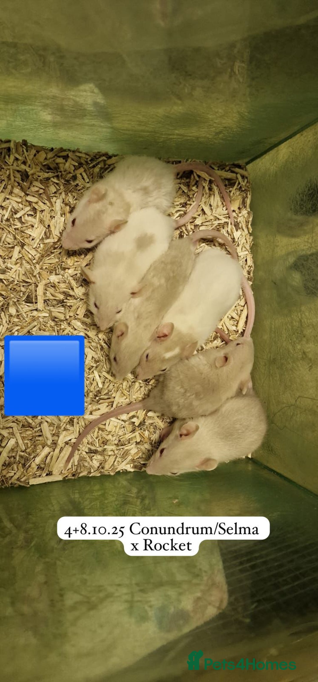 Rat rodents for sale: Beautiful baby full size and dwarf rats ready 9Dec - Advert 17