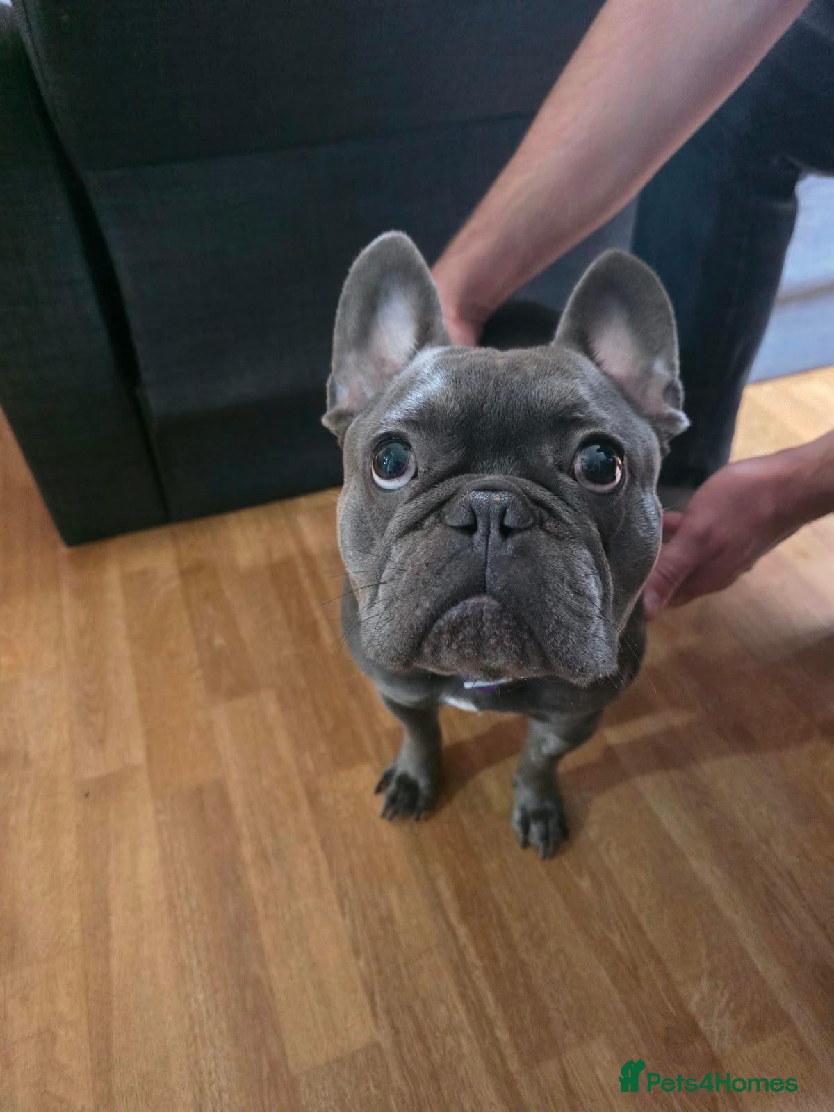 French Bulldog dogs Male French bulldog - Advert 1