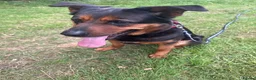 Mixed Breed dogs for sale: Molly  - Advert 1