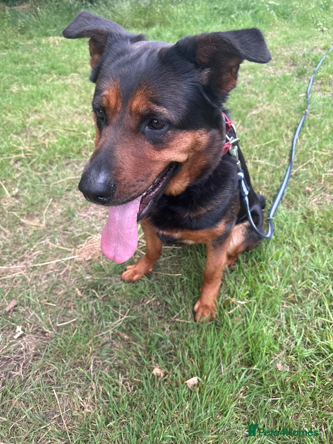 Mixed Breed dogs for sale: Molly  - Advert 1
