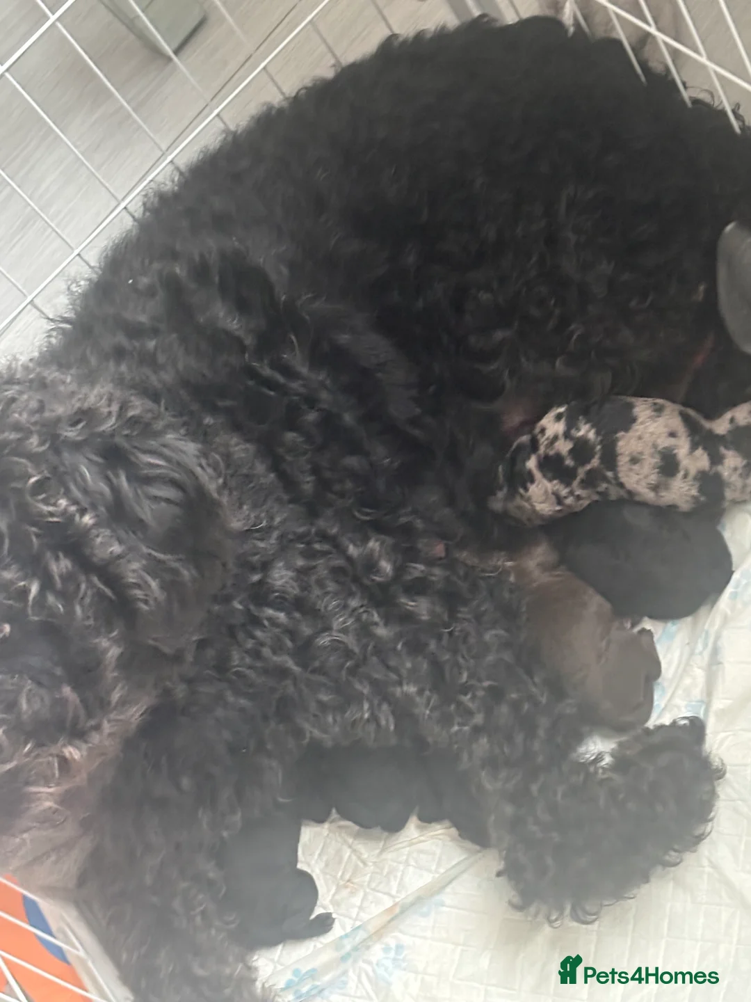 Labradoodle dogs for sale: Miniature labradoodles for sale  - Advert 2
