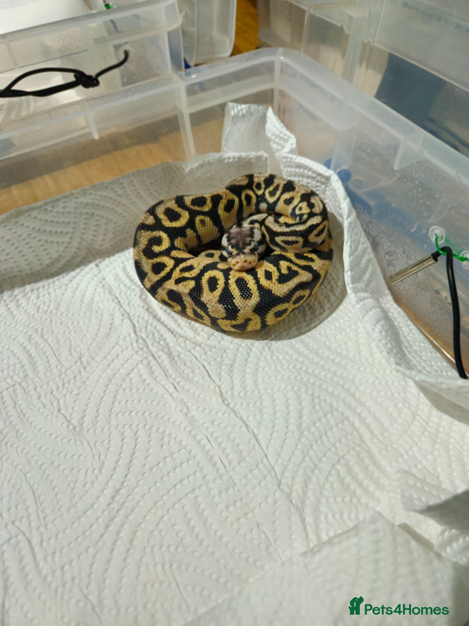 Python Snake reptiles for sale: spotnose het clown/ clown clutch - Advert 19