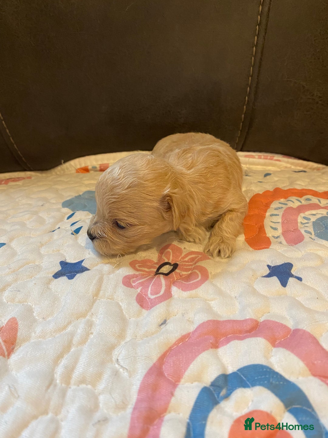 Maltipoo dogs for sale: Adorable Maltipoos Puppies  - Advert 4