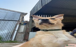 Mixed Breed dogs for sale: tony the dog  - Image 1
