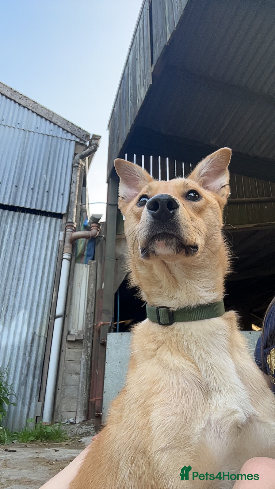 Mixed Breed dogs for sale: tony the dog  - Image 1
