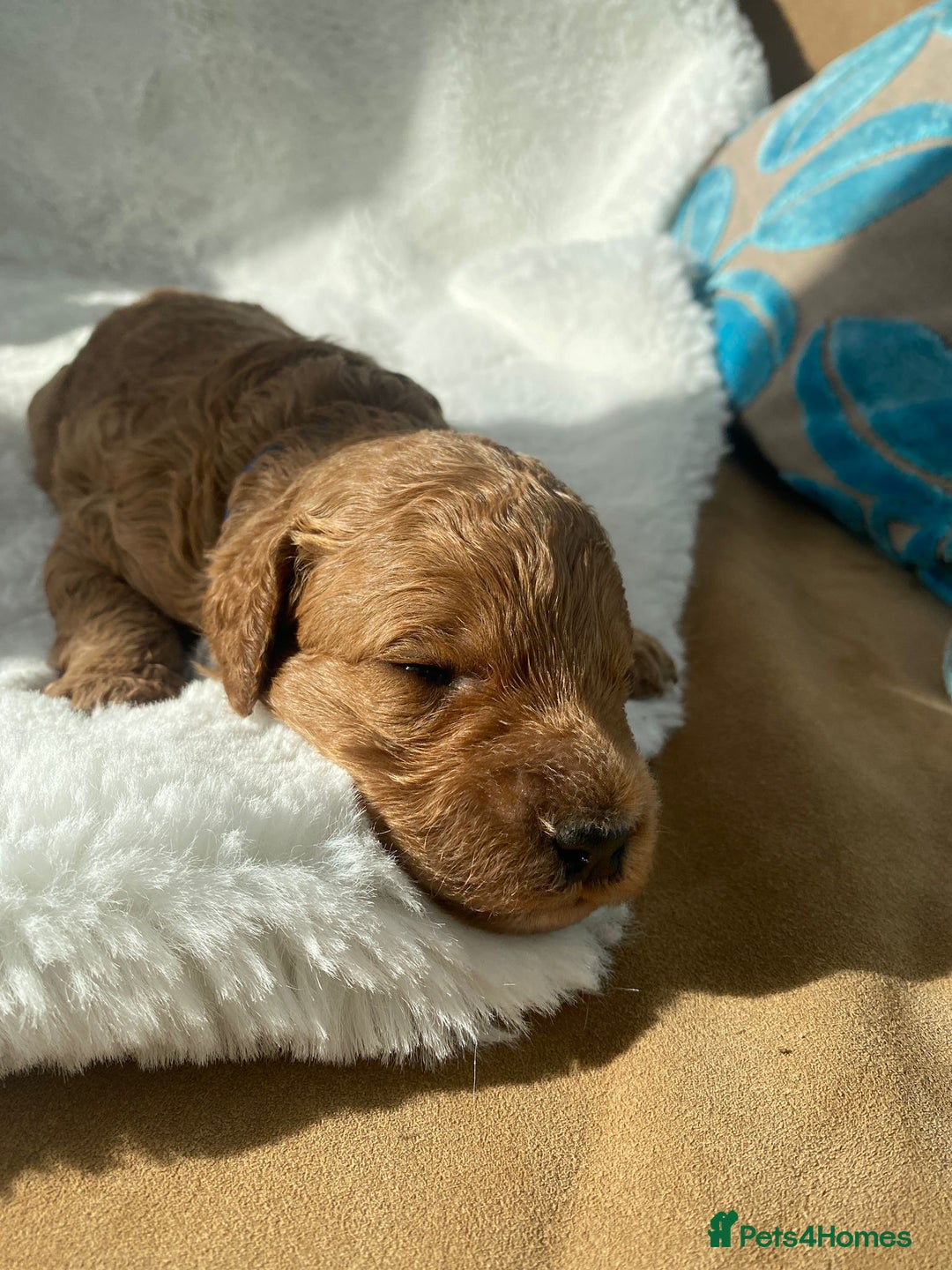 Mini Goldendoodle dogs for sale: 8 Lovingly Raised Miniature Goldendoodles  - Image 11