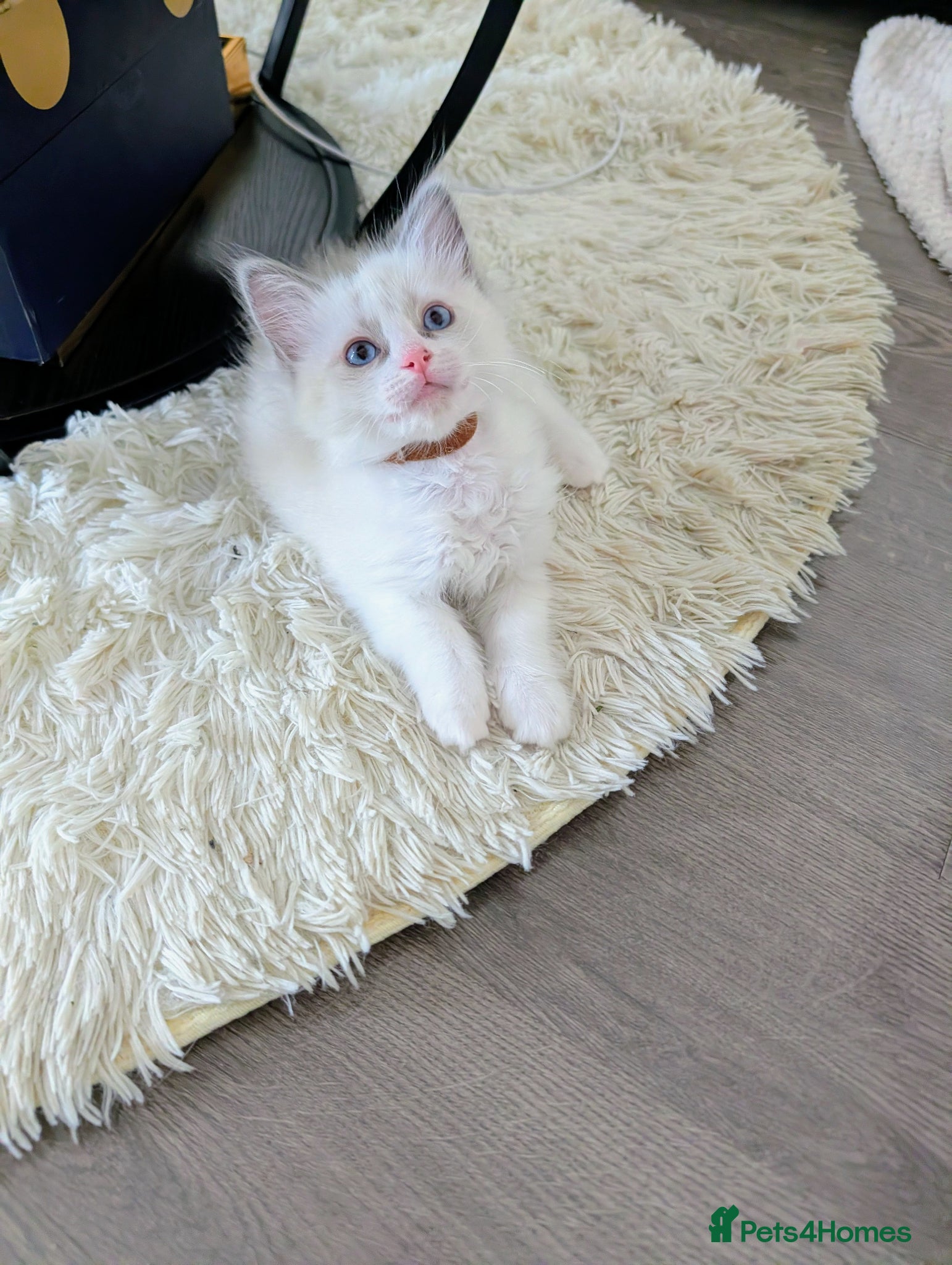 Ragdoll cats 3 beautiful Ragdoll kittens Brown girl avilable  - Advert 13