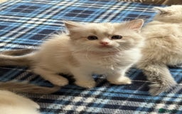 Ragdoll cats for sale: ✨ Gorgeous Ragdoll Kittens – Ready to Reserve! ✨ - Image 7