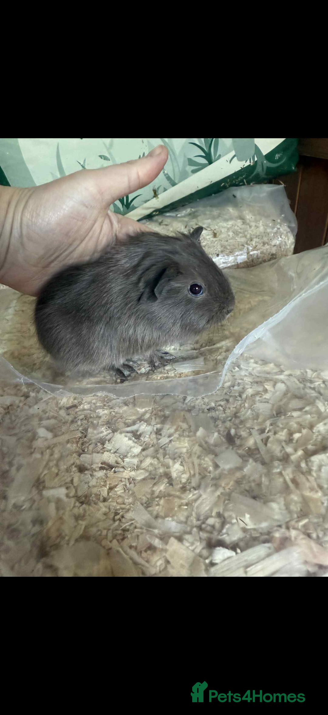 Guinea Pig rodents for sale: Self slate boar  - Advert 2