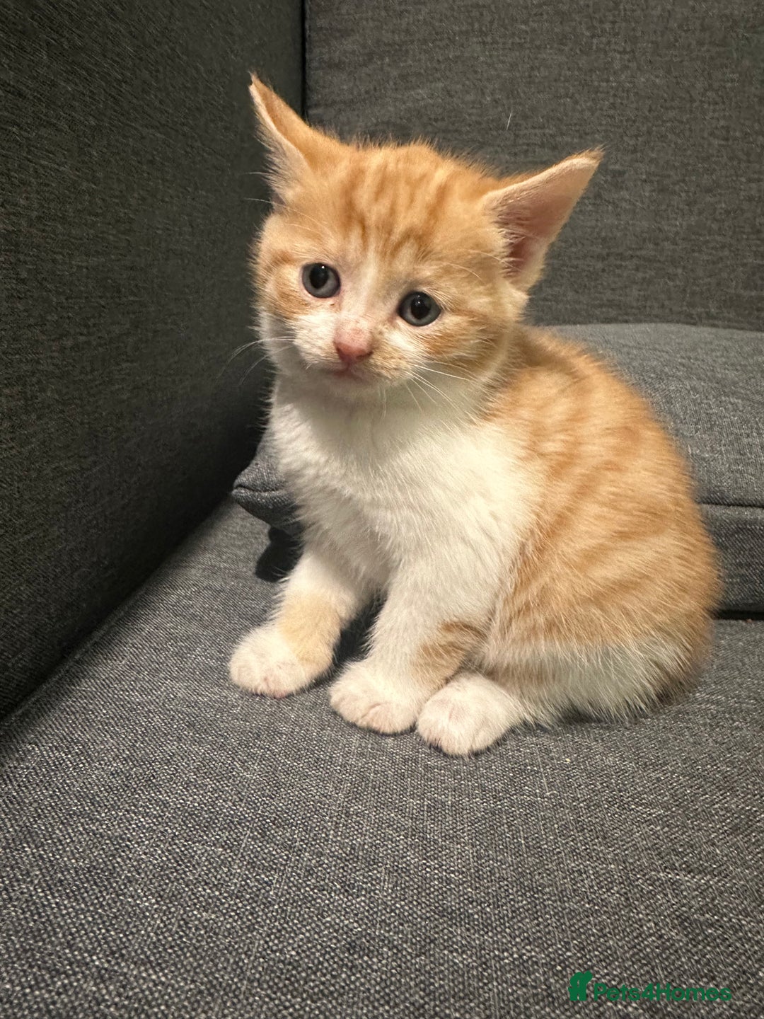 British Shorthair cats for sale: Kittens for loving homes  - Advert 6