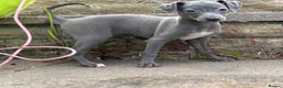 Italian Greyhound dogs for sale: Kennel Club Reg. Ready Now 26 July - Advert 8