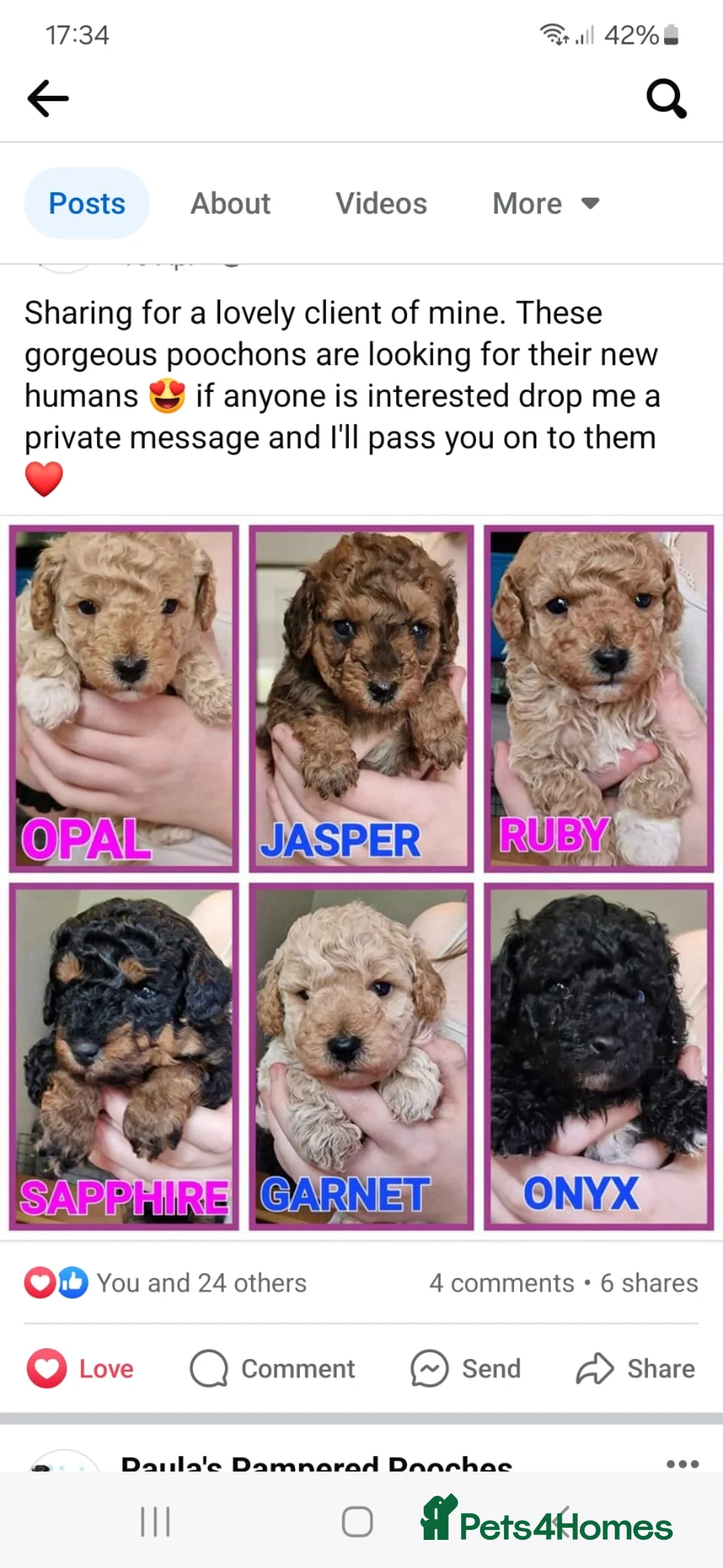 Toy Poodle dogs for stud: Health Tested Tri Toy in Birkenhead - Advert 11
