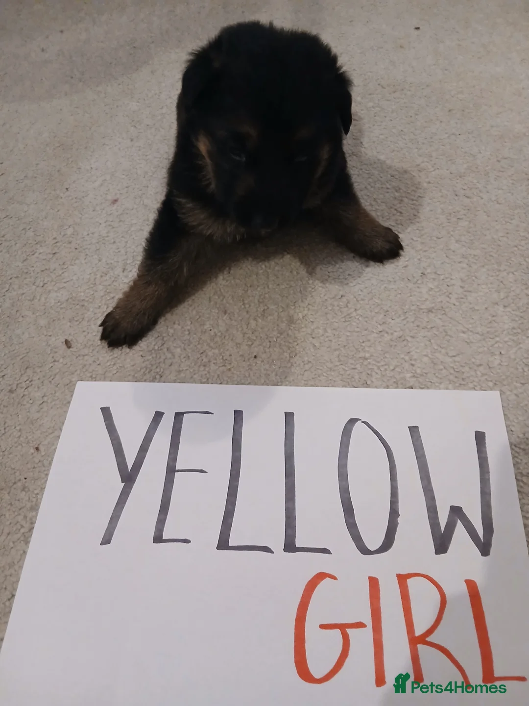 German Shepherd dogs for sale: Amazing german shepherd pups - Advert 18