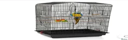 Conures birds for sale: Conure Tamed  - Advert 4