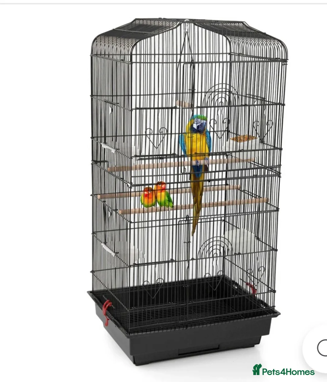 Conures birds for sale: Conure Tamed  - Advert 4