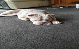 American Bully dogs for stud: ****BEAUTIFUL STUD**** - Image 2