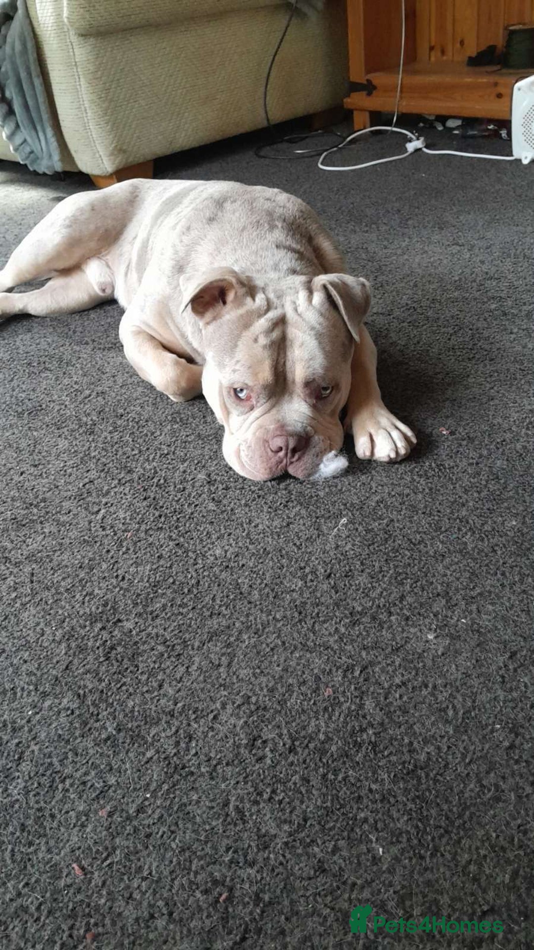 American Bully dogs for stud: ****BEAUTIFUL STUD**** - Image 2
