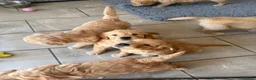Golden Retriever dogs for sale: Beautiful KC Golden Retrievers  - Advert 5