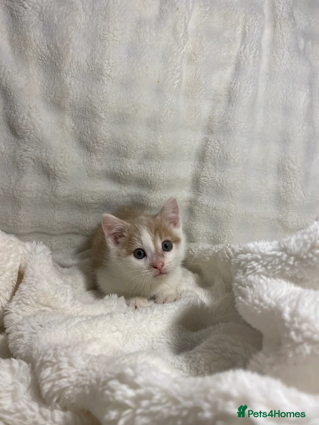 Mixed Breed cats for sale: 2 Adorable Male Kittens Ready For Their New Home🏡 - Advert 10