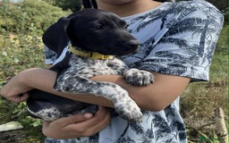 German Shorthaired Pointer dogs for sale: 3boys 3girls left ‼️Stunning Litter of GSP puppies - Image 10