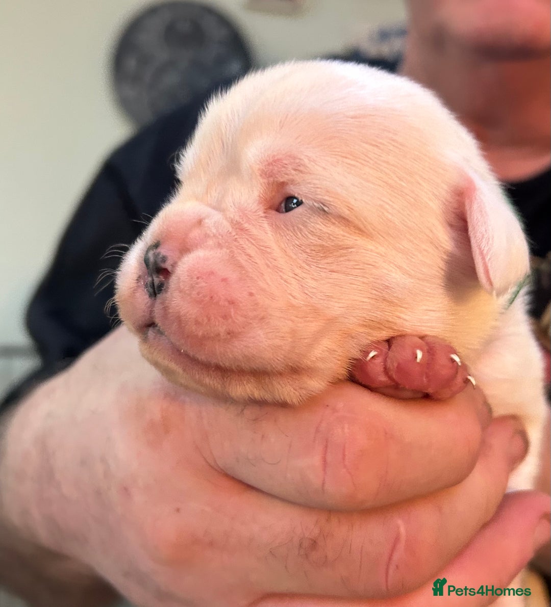 Boxer dogs for sale: Adorable BOXER puppies - Advert 24