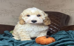 Cockapoo dogs for sale: Pedro f1 cockapoo  - Image 10