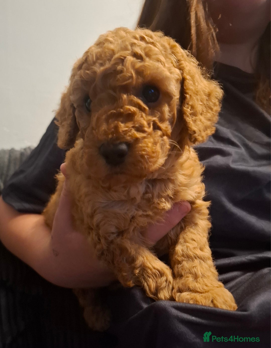 Cockapoo dogs for sale: Minature cockapoo  - Advert 5