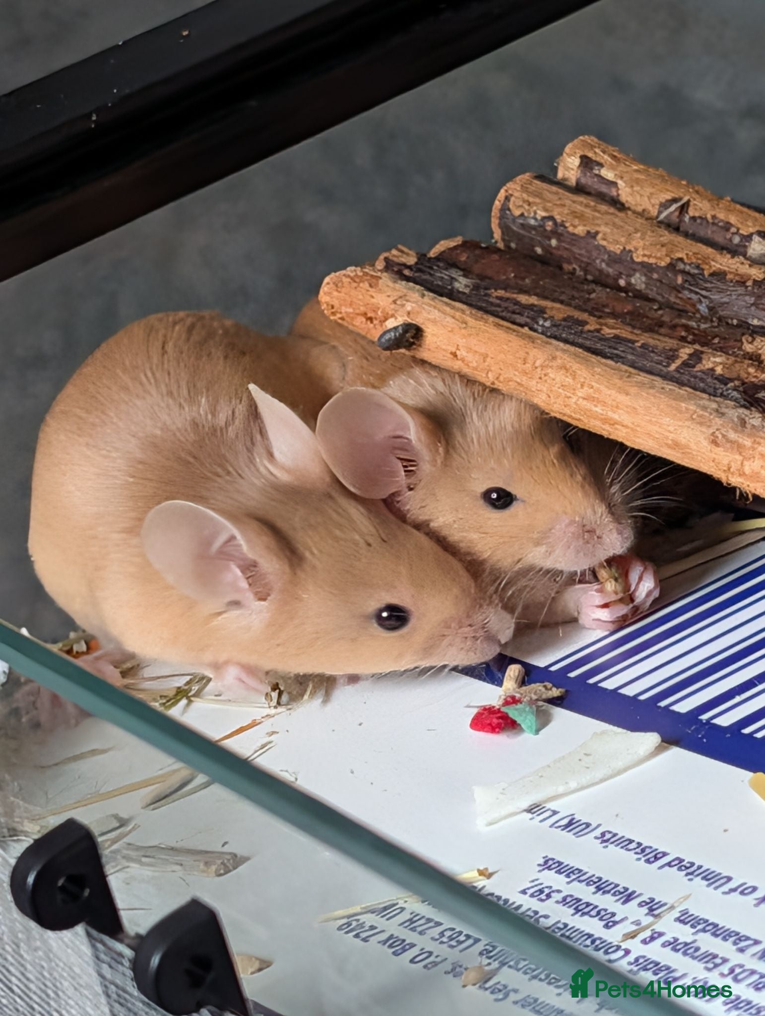 Mouse rodents Beautiful red male mice for sale  - Advert 12
