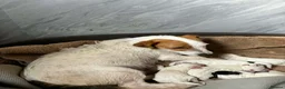 Jack Russell dogs for sale: Jack russell puppys - Advert 3