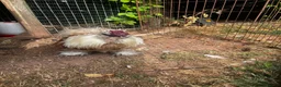 Chickens poultry for sale: Silkie cockerels in Newport - Advert 4