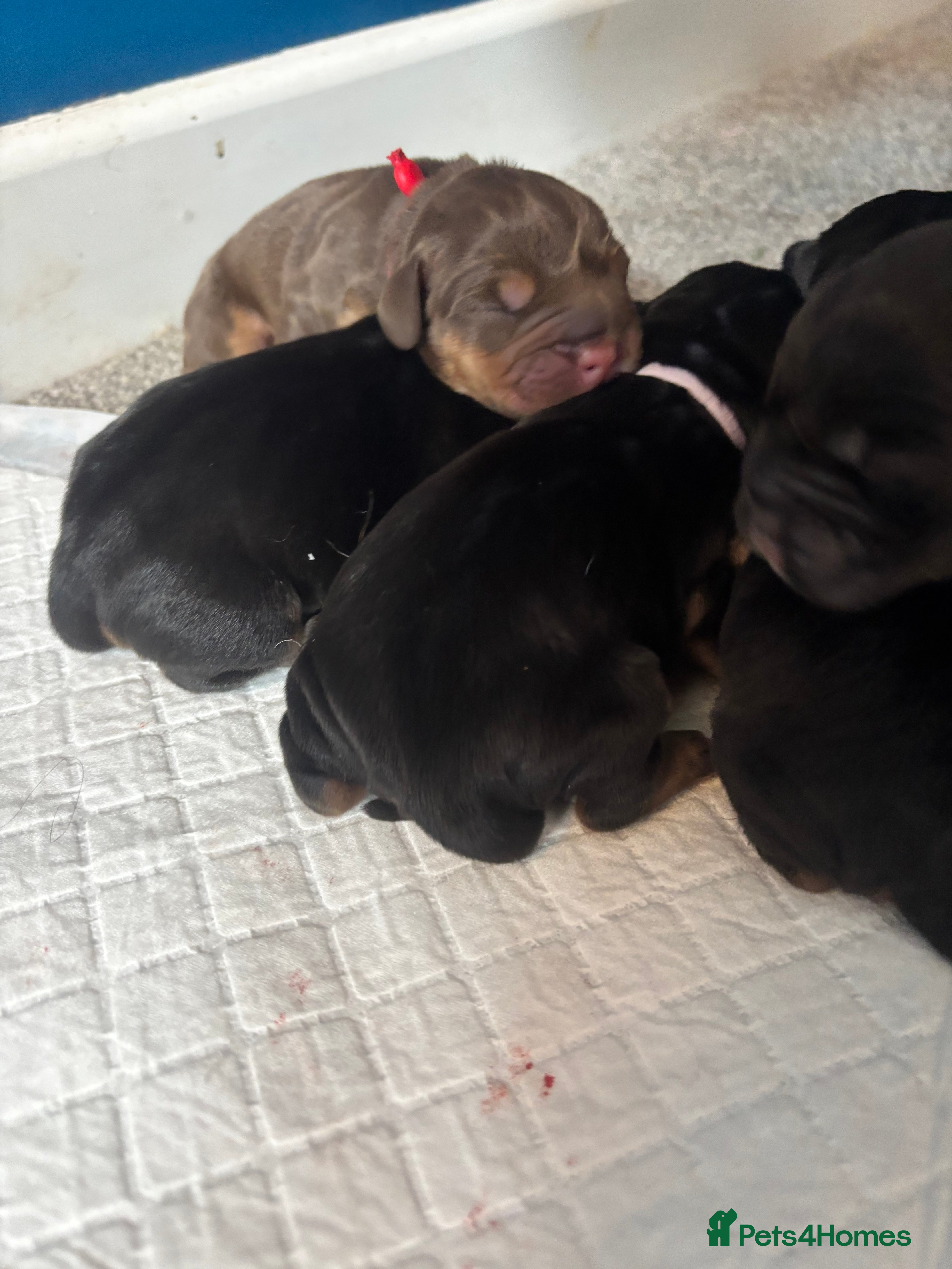 Mixed Breed dogs Cockerbull puppies born 16th March  - Advert 1