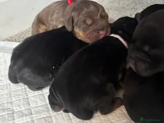 Mixed Breed dogs Cockerbull puppies born 16th March - Advert 1