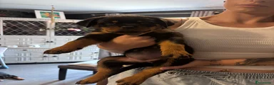 Rottweiler Puppy 8