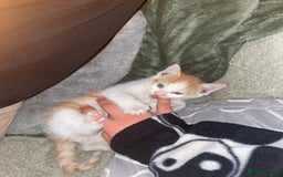 British Shorthair cats for sale: Male ginger for sale  - Image 4