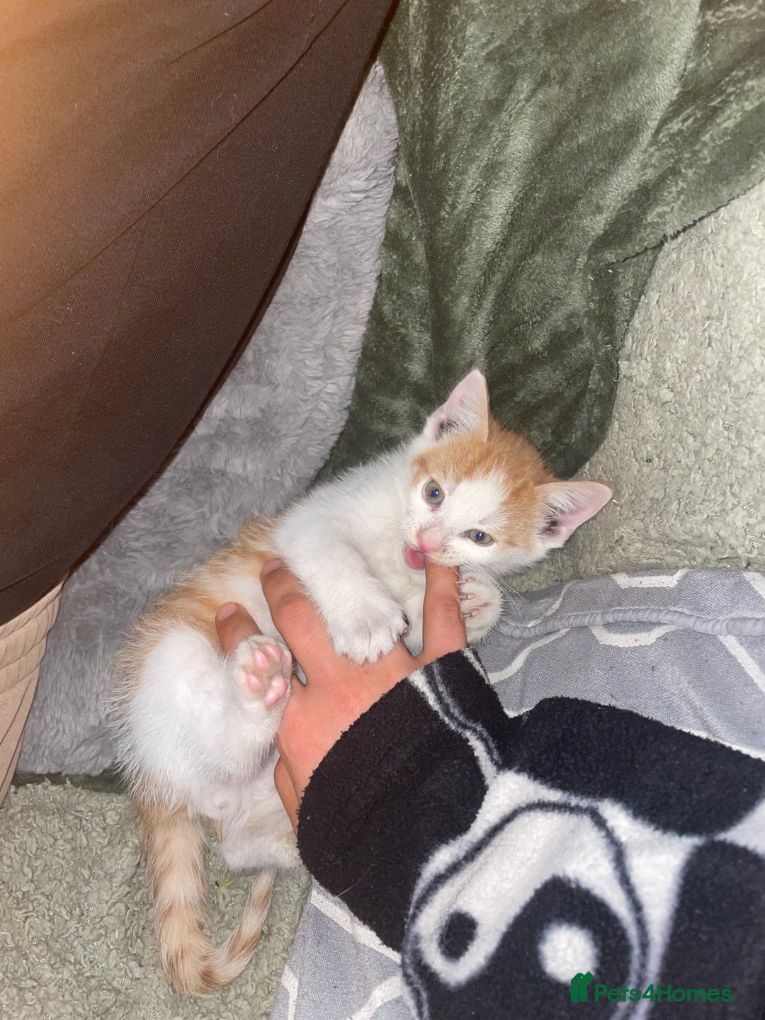 British Shorthair cats for sale: Male ginger for sale  - Image 4
