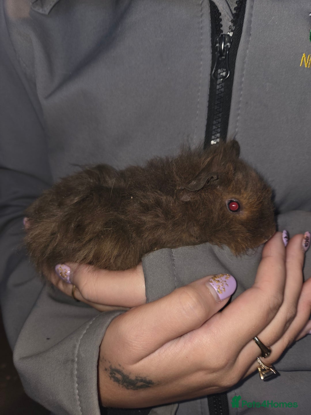 Guinea Pig rodents for sale: Baby guinea pigs - Advert 10