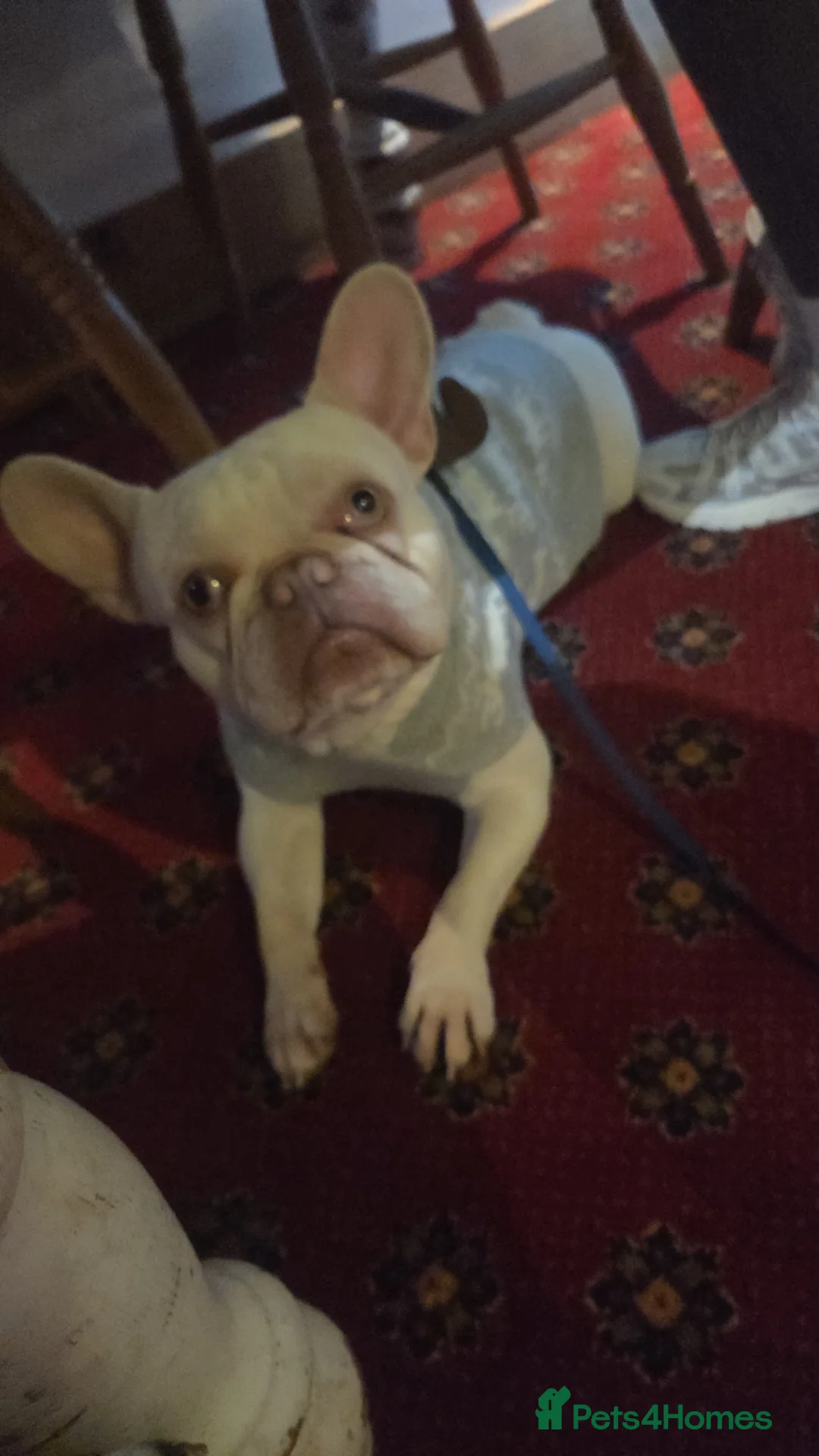 French Bulldog dogs for sale: Luca  in Aylesbury - Advert 7