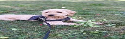 Labradoodle dogs for sale: Toffee in London - Advert 4