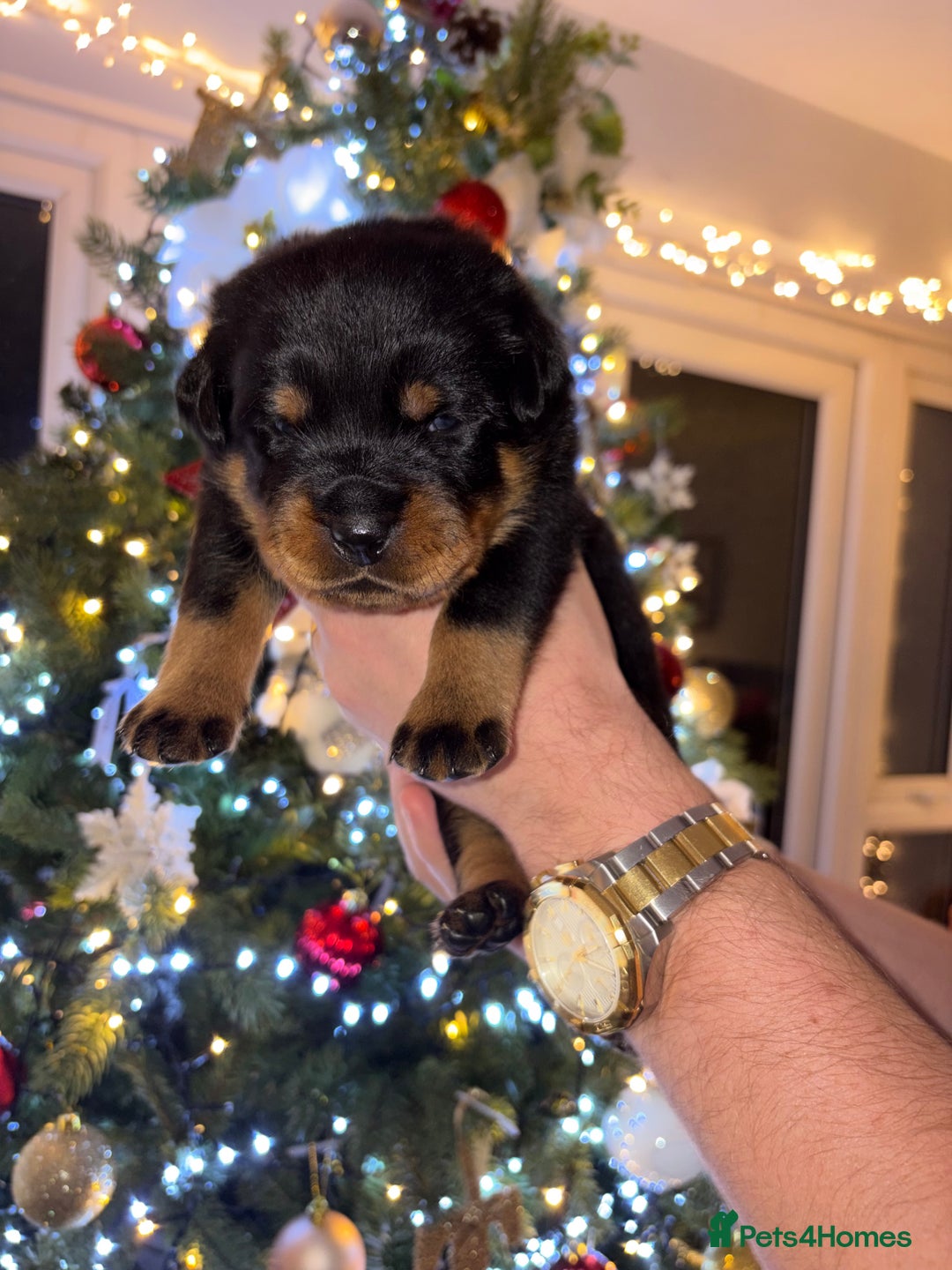 Rottweiler dogs for sale: KC Rottweiler puppies  - Advert 34