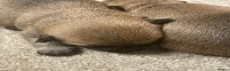 Cairn Terrier dogs for sale: KC reg Cairn Terrier pups  - Advert 6