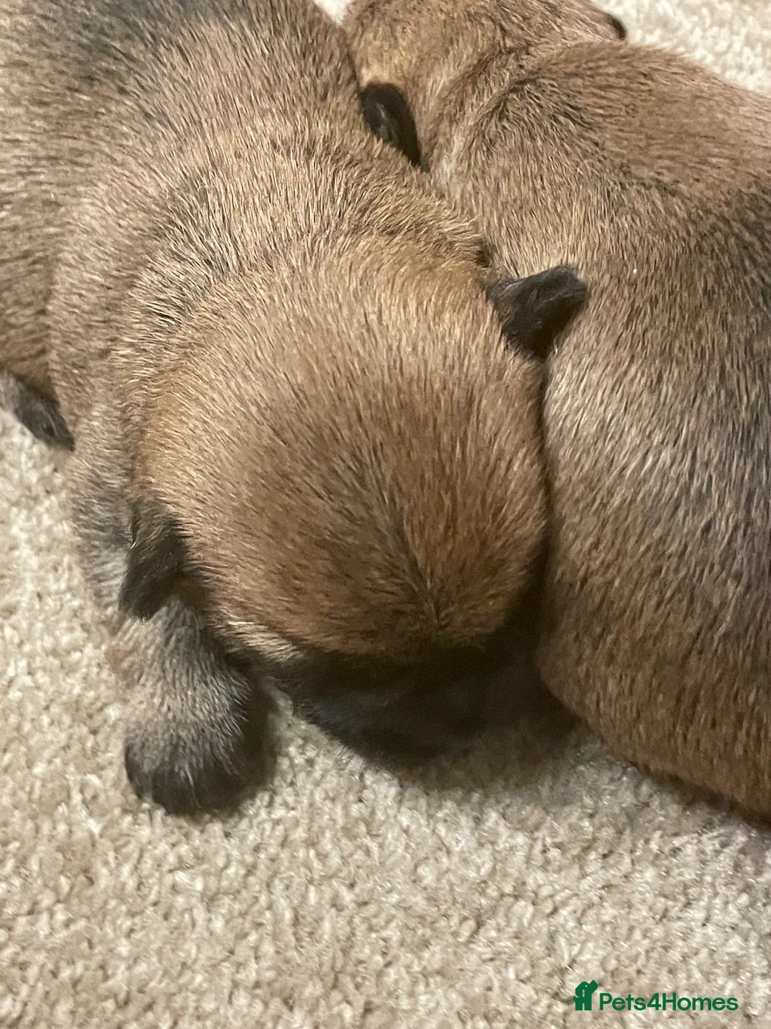 Cairn Terrier dogs for sale: KC reg Cairn Terrier pups  - Advert 6