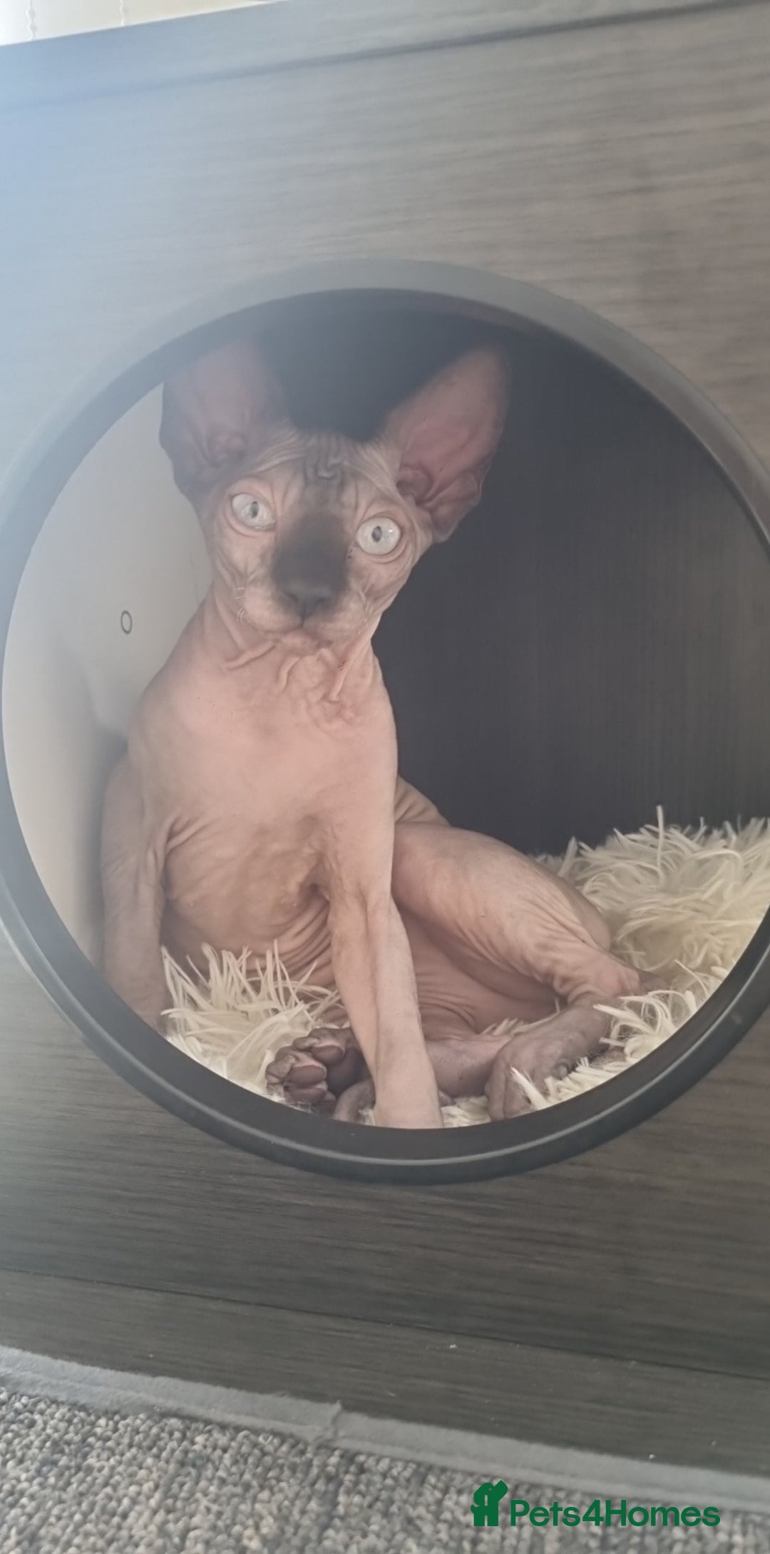 Sphynx cats for sale: Kanadian Sphynx 4 months Last One Girl in Hull - Image 9