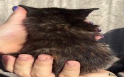 Mixed Breed cats for sale: 5 Gorgeous kittens available now - Image 22