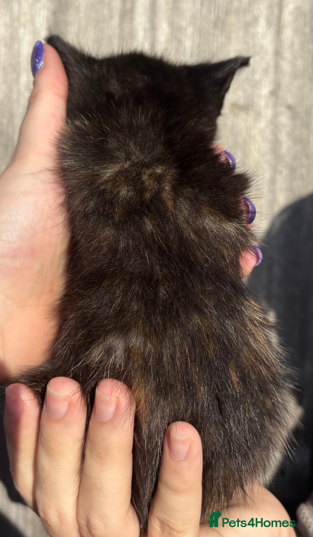 Mixed Breed cats for sale: 5 Gorgeous kittens available now - Image 22