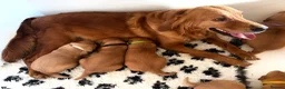 Golden Retriever dogs for sale: Gorgeous red golden retriever puppies  - Advert 15
