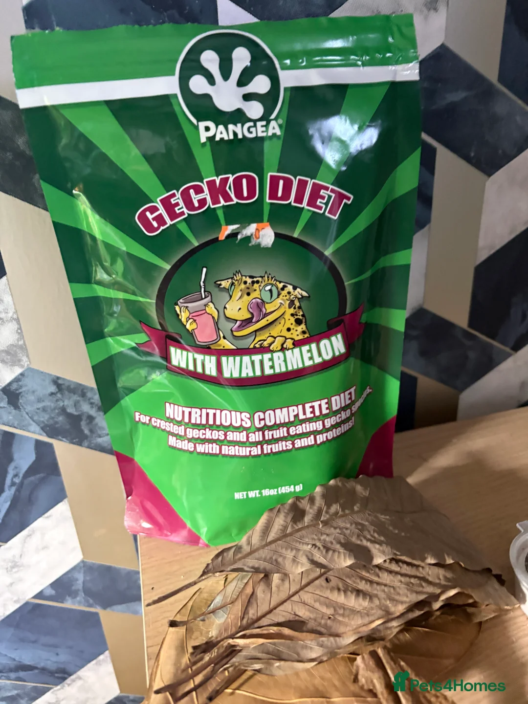 Gecko reptiles for sale: Crested gecko Harley Quinn  - Advert 10