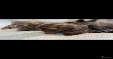 Shih Tzu dogs - Advert 19