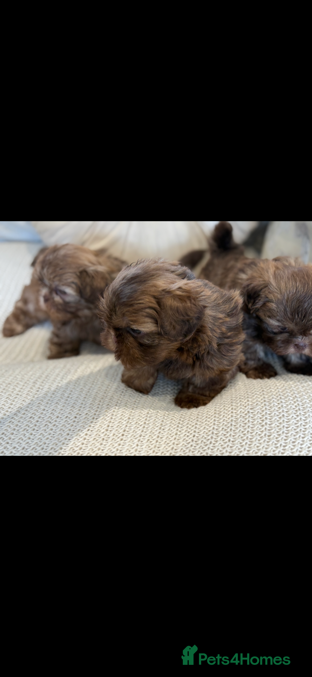 Shih Tzu dogs for sale: KENNEL CLUB CHOC IMPERIAL SHIHTZU - Image 7