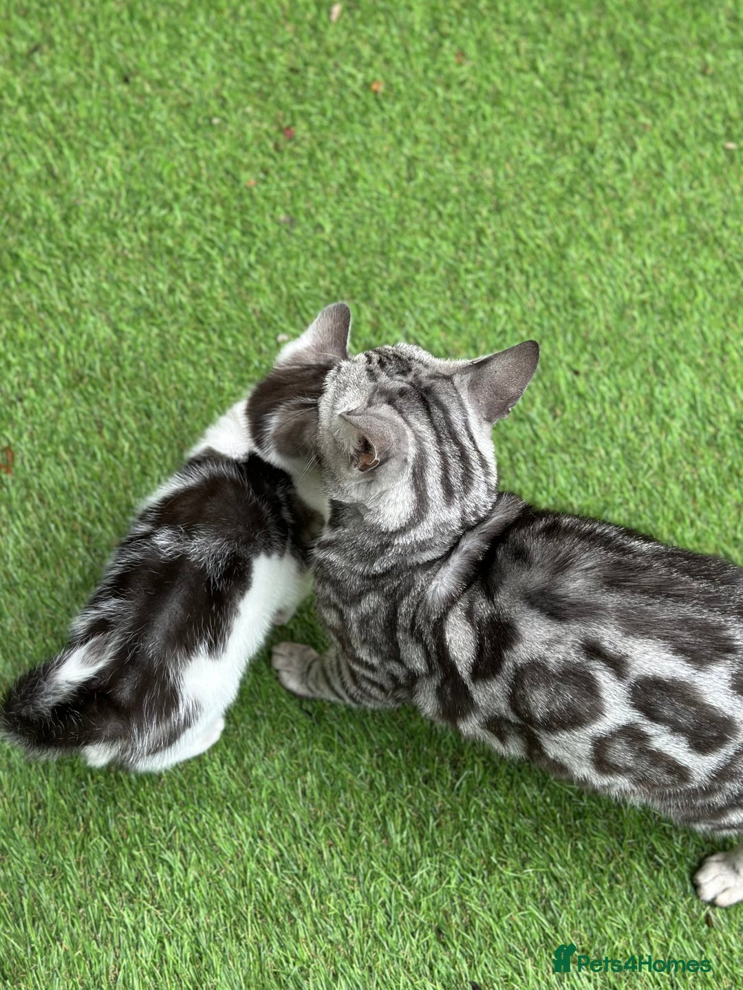 Mixed Breed cats for sale: Adorable Bengal Cross Kittens!! - Image 8
